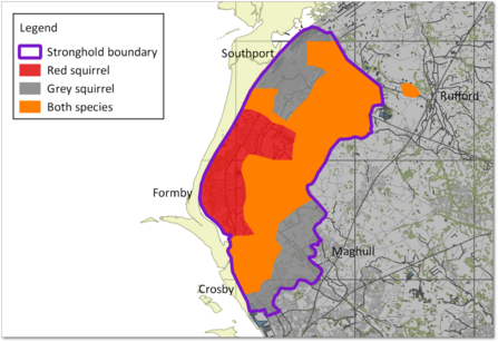 Red Squirrel Conservation Project | The Wildlife Trust for Lancashire